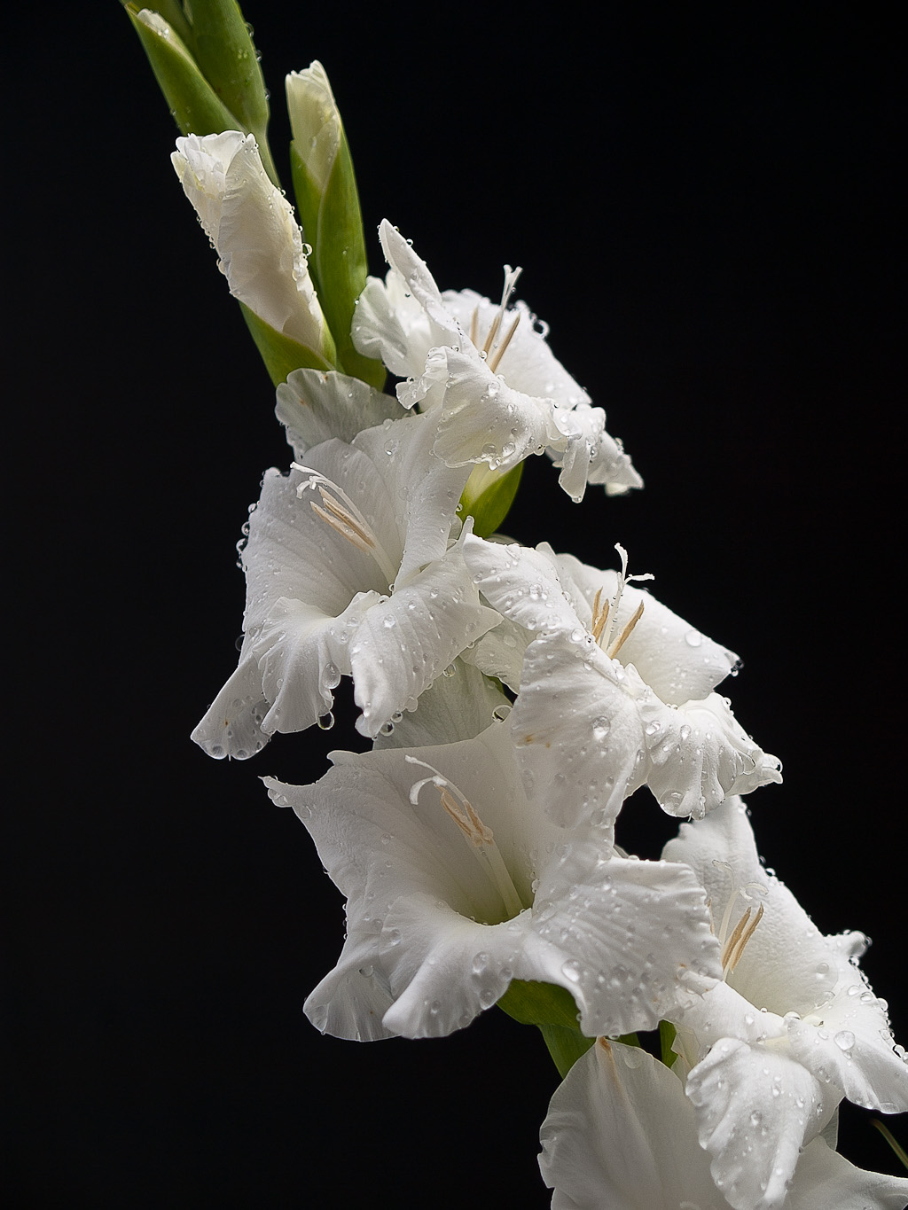 Kliknij obrazek, aby uzyskać większą wersję

Nazwa:	gladiola_p7102305.jpg
Wyświetleń:	141
Rozmiar:	279,4 KB
ID:	66728