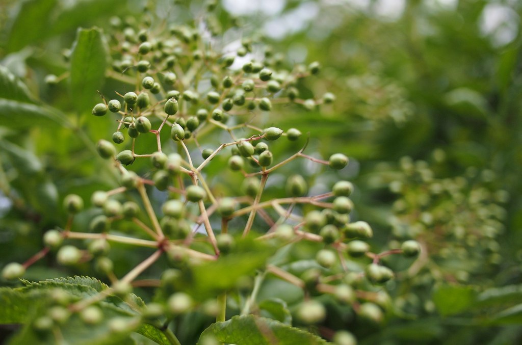 Nazwa:  23.jpg
Wyświetleń: 251
Rozmiar:  149,1 KB