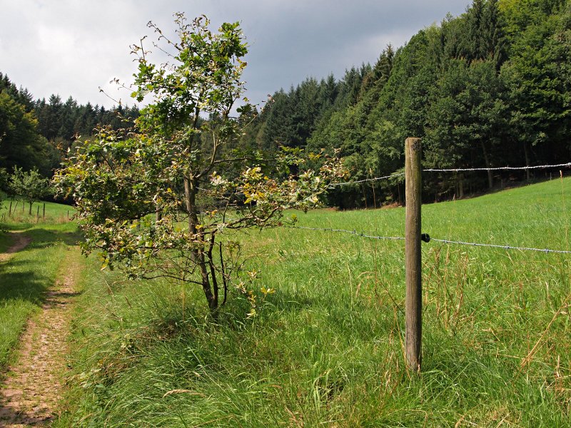 Nazwa:  kiczyk1.jpg
Wyświetleń: 209
Rozmiar:  205,9 KB