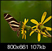 Kliknij obrazek, aby uzyskać większą wersję

Nazwa:	87_Teneryfa_motyl.jpg
Wyświetleń:	67
Rozmiar:	106,7 KB
ID:	68584
