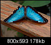 Kliknij obrazek, aby uzyskać większą wersję

Nazwa:	91_Teneryfa_motyl.jpg
Wyświetleń:	75
Rozmiar:	178,3 KB
ID:	68636