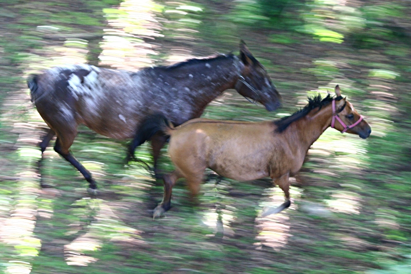 Nazwa:  dwie_paskudy.jpg
Wyświetleń: 183
Rozmiar:  266,9 KB