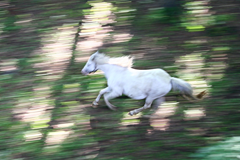 Nazwa:  kucyk_siwy.jpg
Wyświetleń: 184
Rozmiar:  228,2 KB