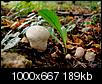 Kliknij obrazek, aby uzyskać większą wersję

Nazwa:	P9192645_purchawka.jpg
Wyświetleń:	58
Rozmiar:	189,5 KB
ID:	70682