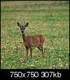 Kliknij obrazek, aby uzyskać większą wersję

Nazwa:	1107.jpg
Wyświetleń:	64
Rozmiar:	307,4 KB
ID:	70810