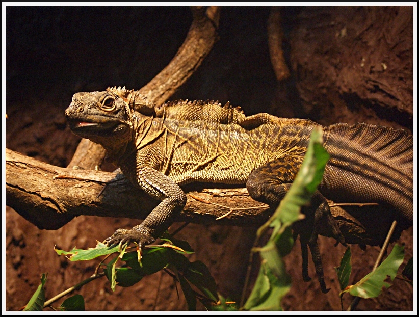 Nazwa:  ZOO_5.jpg
Wyświetleń: 209
Rozmiar:  331,8 KB