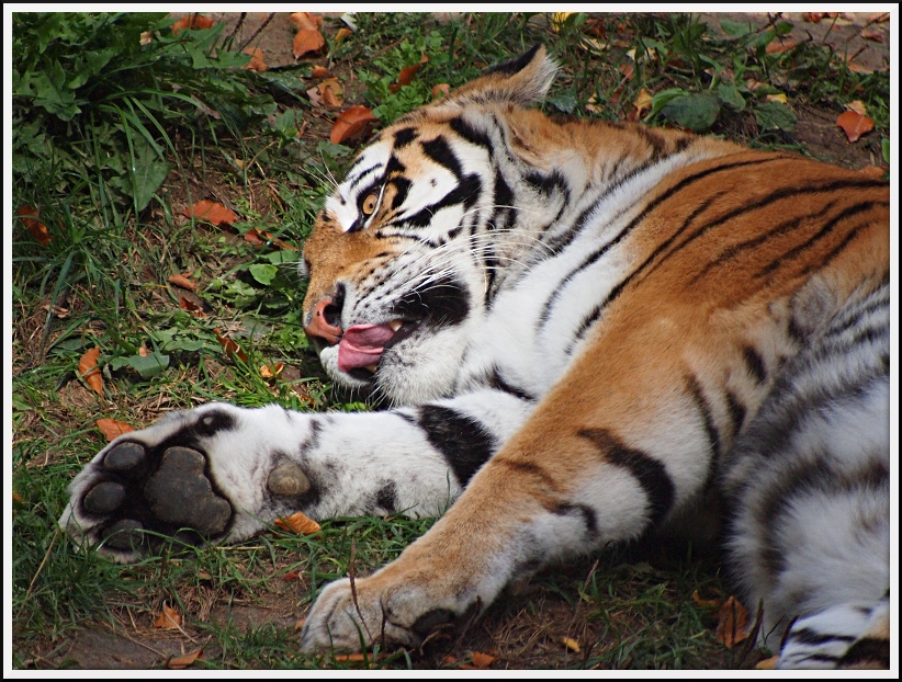 Nazwa:  ZOO_3.jpg
Wyświetleń: 210
Rozmiar:  350,8 KB