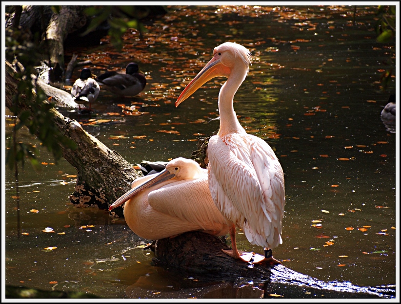 Nazwa:  ZOO_2.jpg
Wyświetleń: 208
Rozmiar:  326,8 KB