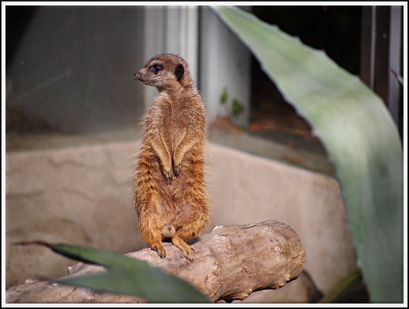Nazwa:  ZOO_1.jpg
Wyświetleń: 212
Rozmiar:  215,0 KB