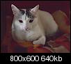 Kliknij obrazek, aby uzyskać większą wersję

Nazwa:	kot_03kop.jpg
Wyświetleń:	79
Rozmiar:	639,9 KB
ID:	72375