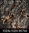 Kliknij obrazek, aby uzyskać większą wersję

Nazwa:	_A152632_DxO.jpg
Wyświetleń:	88
Rozmiar:	887,4 KB
ID:	72673