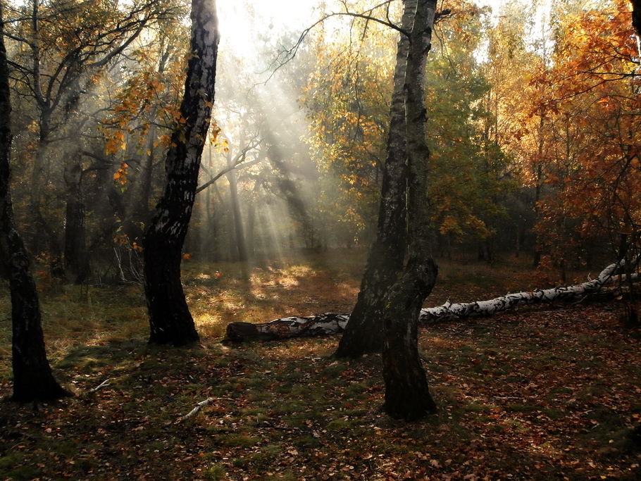 Nazwa:  _PA215339.jpg
Wyświetleń: 49
Rozmiar:  340,3 KB