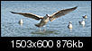 Kliknij obrazek, aby uzyskać większą wersję

Nazwa:	mewa.jpg
Wyświetleń:	86
Rozmiar:	875,8 KB
ID:	78141