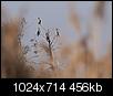 Kliknij obrazek, aby uzyskać większą wersję

Nazwa:	kormorany_2.jpg
Wyświetleń:	363
Rozmiar:	455,9 KB
ID:	83224