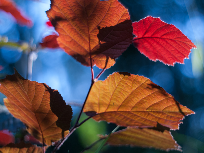 Nazwa:  sRGB-1220184.jpg
Wyświetleń: 1667
Rozmiar:  389,3 KB