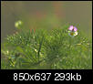Kliknij obrazek, aby uzyskać większą wersję

Nazwa:	P5191856.jpg
Wyświetleń:	140
Rozmiar:	293,0 KB
ID:	88976