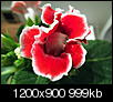 Kliknij obrazek, aby uzyskać większą wersję

Nazwa:	P5253880-001.JPG
Wyświetleń:	28
Rozmiar:	999,0 KB
ID:	89584