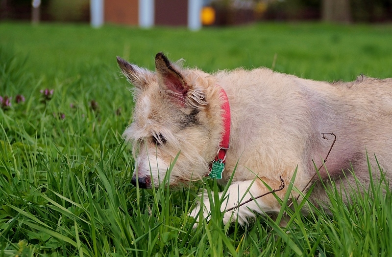 Nazwa:  P5018934-Resizer-800Q100M.jpg
Wyświetleń: 154
Rozmiar:  313,9 KB