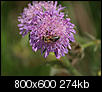 Kliknij obrazek, aby uzyskać większą wersję

Nazwa:	Resize of P6091808.JPG
Wyświetleń:	26
Rozmiar:	274,2 KB
ID:	90721