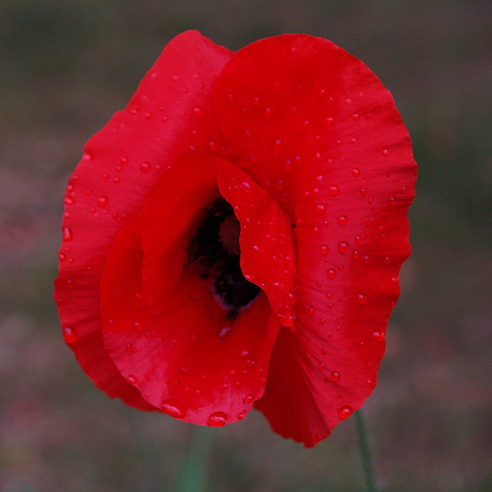 Kliknij obrazek, aby uzyskać większą wersję

Nazwa:	maczek.JPG
Wyświetleń:	119
Rozmiar:	721,1 KB
ID:	91776