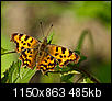Kliknij obrazek, aby uzyskać większą wersję

Nazwa:	P7054087ol.jpg
Wyświetleń:	237
Rozmiar:	485,3 KB
ID:	92579