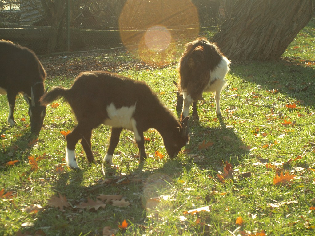 Kliknij obrazek, aby uzyskać większą wersję

Nazwa:	PA316222.JPG
Wyświetleń:	258
Rozmiar:	292,7 KB
ID:	93034