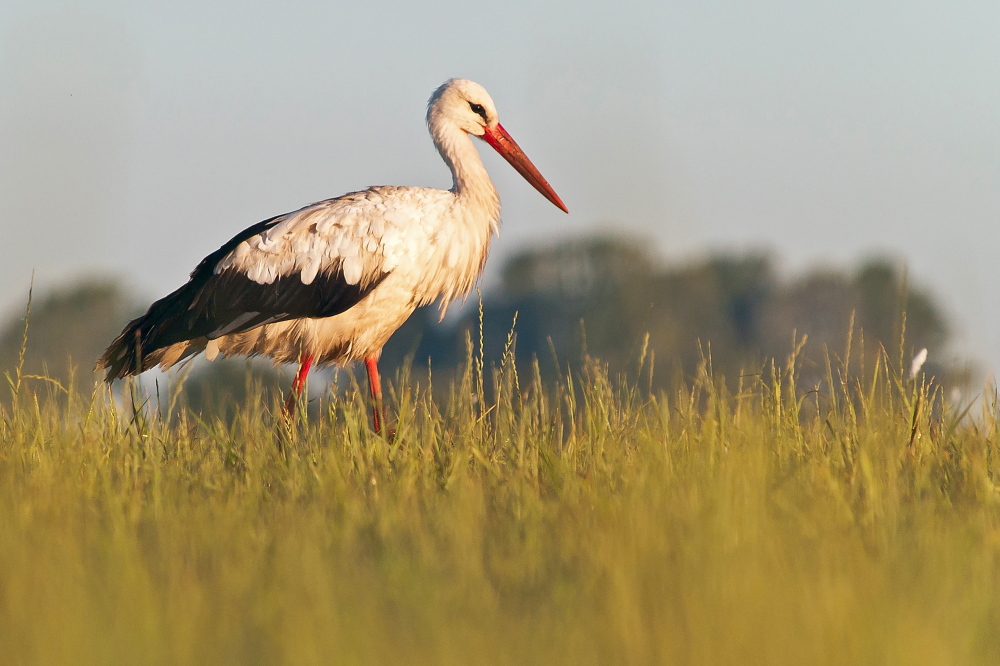 Nazwa:  P1010163.jpg
Wyświetleń: 171
Rozmiar:  270,5 KB