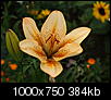 Kliknij obrazek, aby uzyskać większą wersję

Nazwa:	P7168705ol.jpg
Wyświetleń:	93
Rozmiar:	384,0 KB
ID:	95366