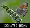 Kliknij obrazek, aby uzyskać większą wersję

Nazwa:	Motyl_14.jpg
Wyświetleń:	92
Rozmiar:	452,1 KB
ID:	95804