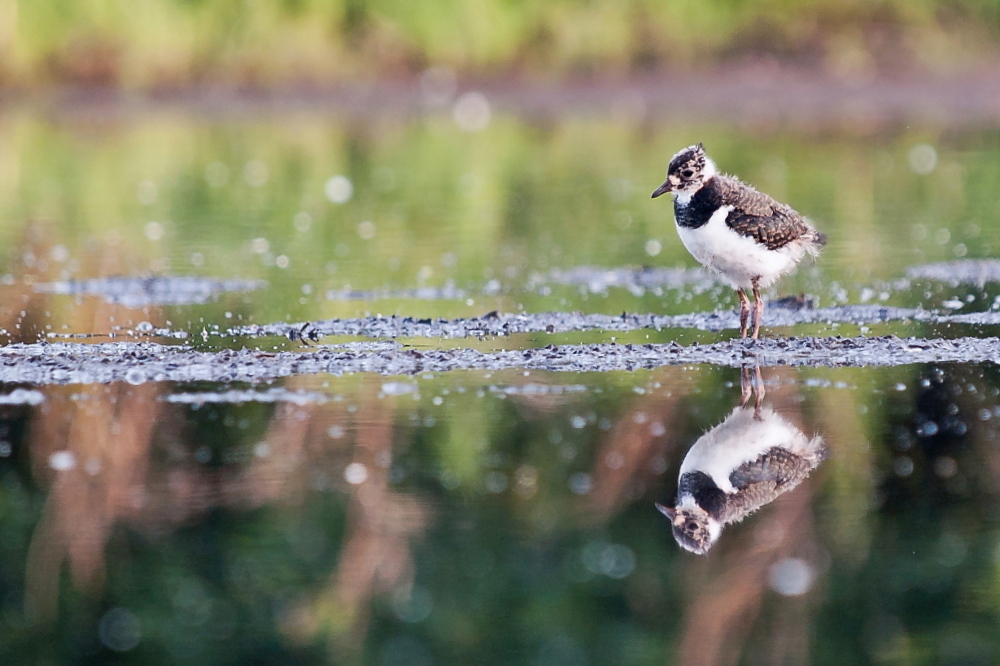 Nazwa:  P1019235.jpg
Wyświetleń: 143
Rozmiar:  269,4 KB