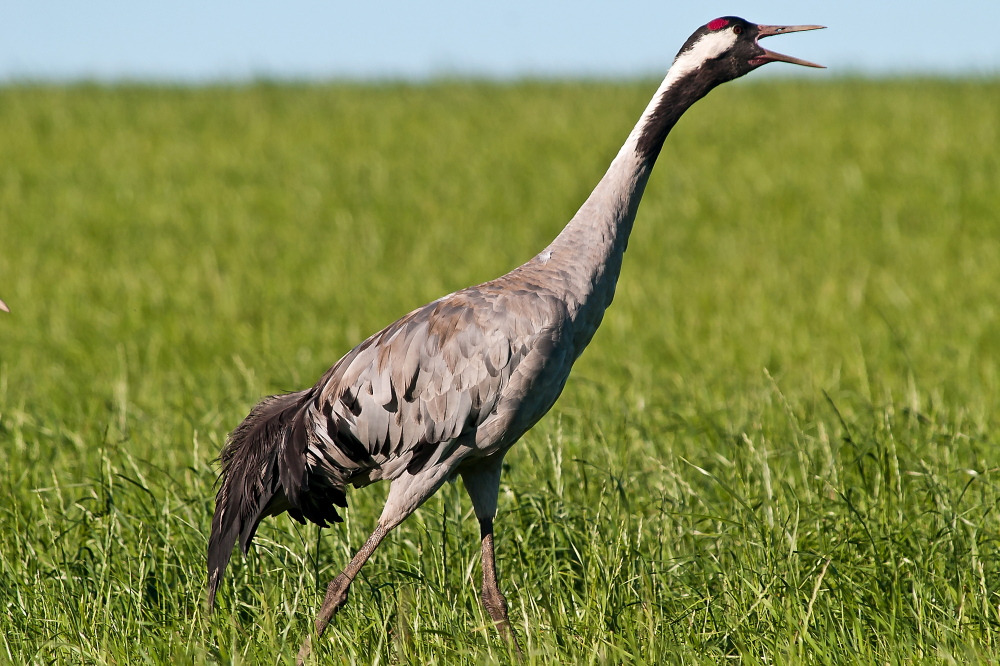 Nazwa:  P1010120.jpg
Wyświetleń: 145
Rozmiar:  385,8 KB