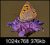Kliknij obrazek, aby uzyskać większą wersję

Nazwa:	Motyl_20.jpg
Wyświetleń:	86
Rozmiar:	376,2 KB
ID:	99499