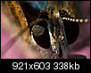 Kliknij obrazek, aby uzyskać większą wersję

Nazwa:	Nie_ĹwieÄ_pan_po_gaĹach1.jpg
Wyświetleń:	82
Rozmiar:	337,9 KB
ID:	99752