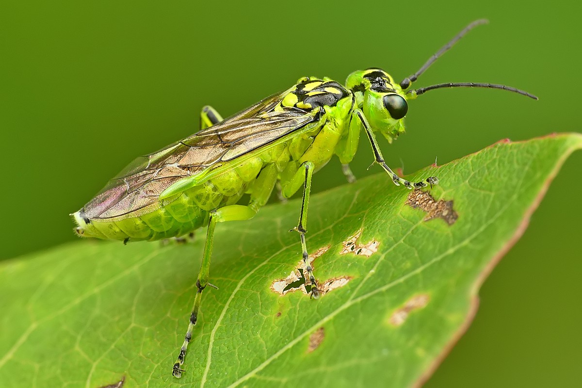 Nazwa:  szczerbatek24132cf.jpg
Wyświetleń: 105
Rozmiar:  173,2 KB