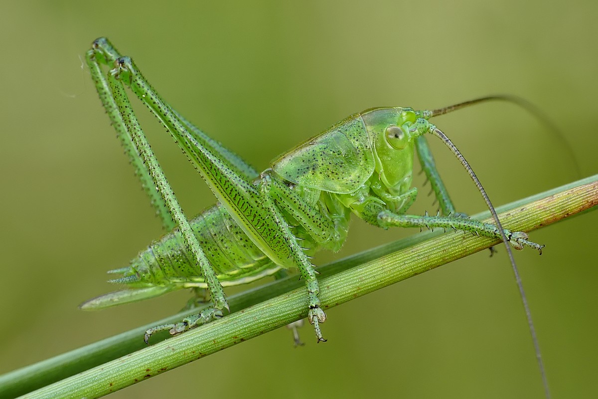 Nazwa:  pasikonik27566cf.jpg
Wyświetleń: 217
Rozmiar:  167,3 KB