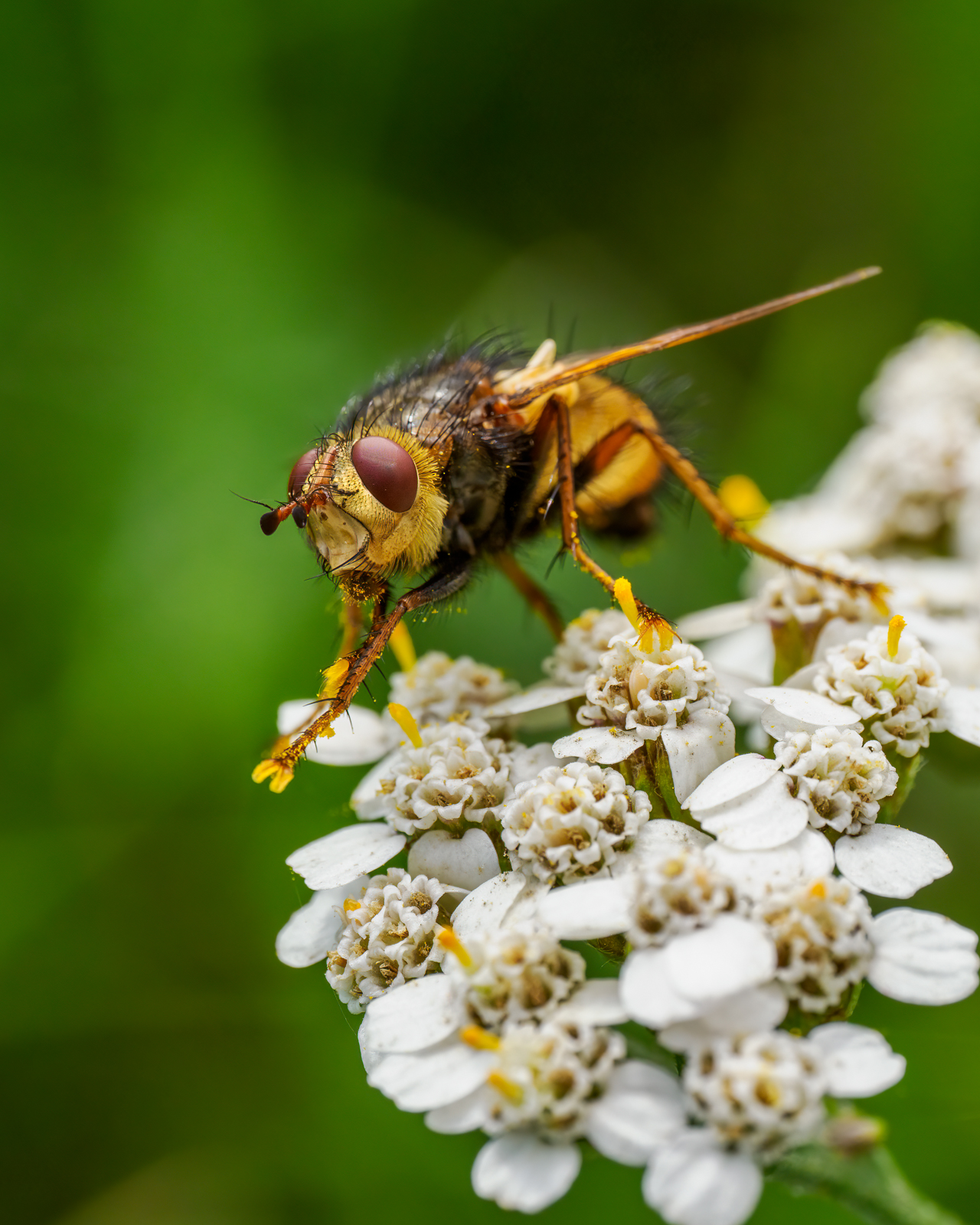 Nazwa:  Tachina fera - Rączyca rdzawa - 20230903_125715_1600.jpg
Wyświetleń: 109
Rozmiar:  1,18 MB