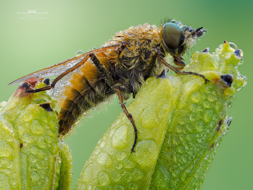 Kliknij obrazek, aby uzyskać większą wersję

Nazwa:	Macro_01__L01.jpg
Wyświetleń:	463
Rozmiar:	371,6 KB
ID:	226595