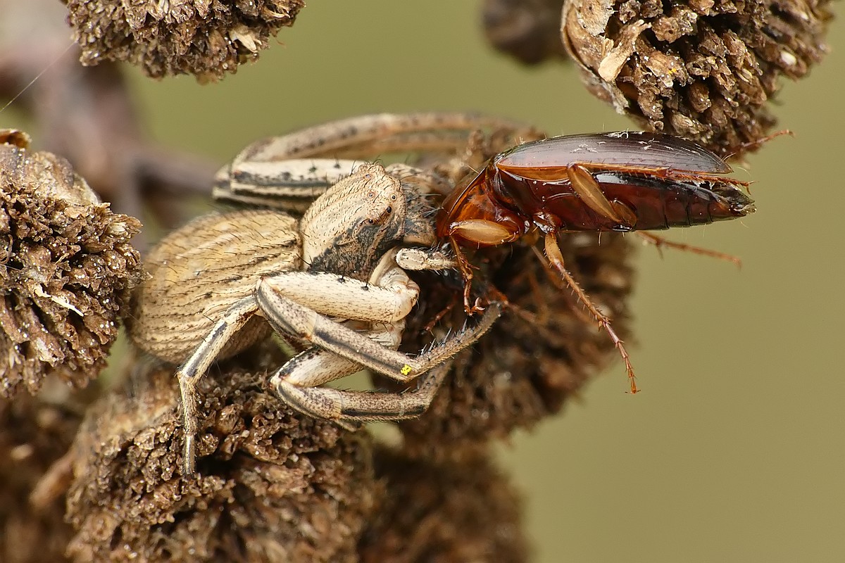 Nazwa:  bokochod64692cf.jpg
Wyświetleń: 151
Rozmiar:  263,0 KB