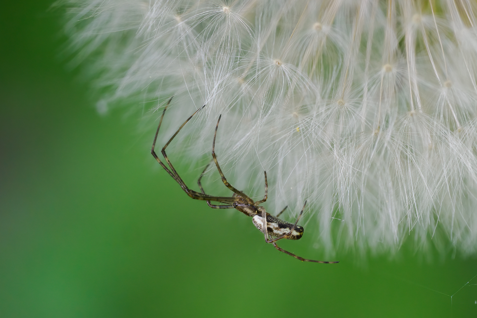 Nazwa:  Tetragnatha - Kwadratnik - 20240412_142601_1600.jpg
Wyświetleń: 12
Rozmiar:  660,8 KB