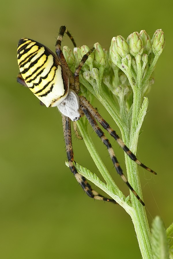 Nazwa:  tygrzyk40492cf.jpg
Wyświetleń: 146
Rozmiar:  109,1 KB