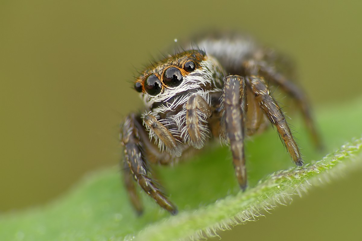 Kliknij obrazek, aby uzyskać większą wersję

Nazwa:	macro06.jpg
Wyświetleń:	430
Rozmiar:	114,5 KB
ID:	224805