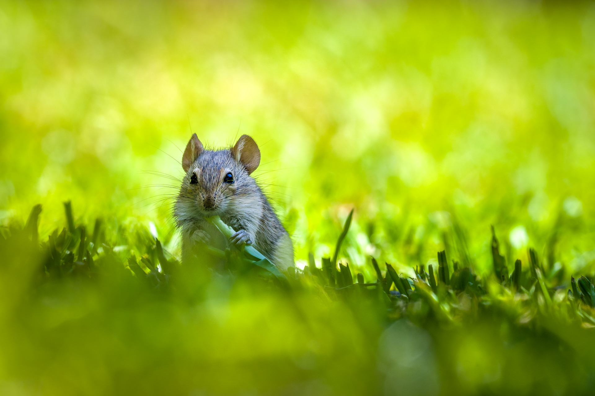 Kliknij obrazek, aby uzyskać większą wersję

Nazwa:	20181122_mouse_001.jpg
Wyświetleń:	154
Rozmiar:	521,9 KB
ID:	206650