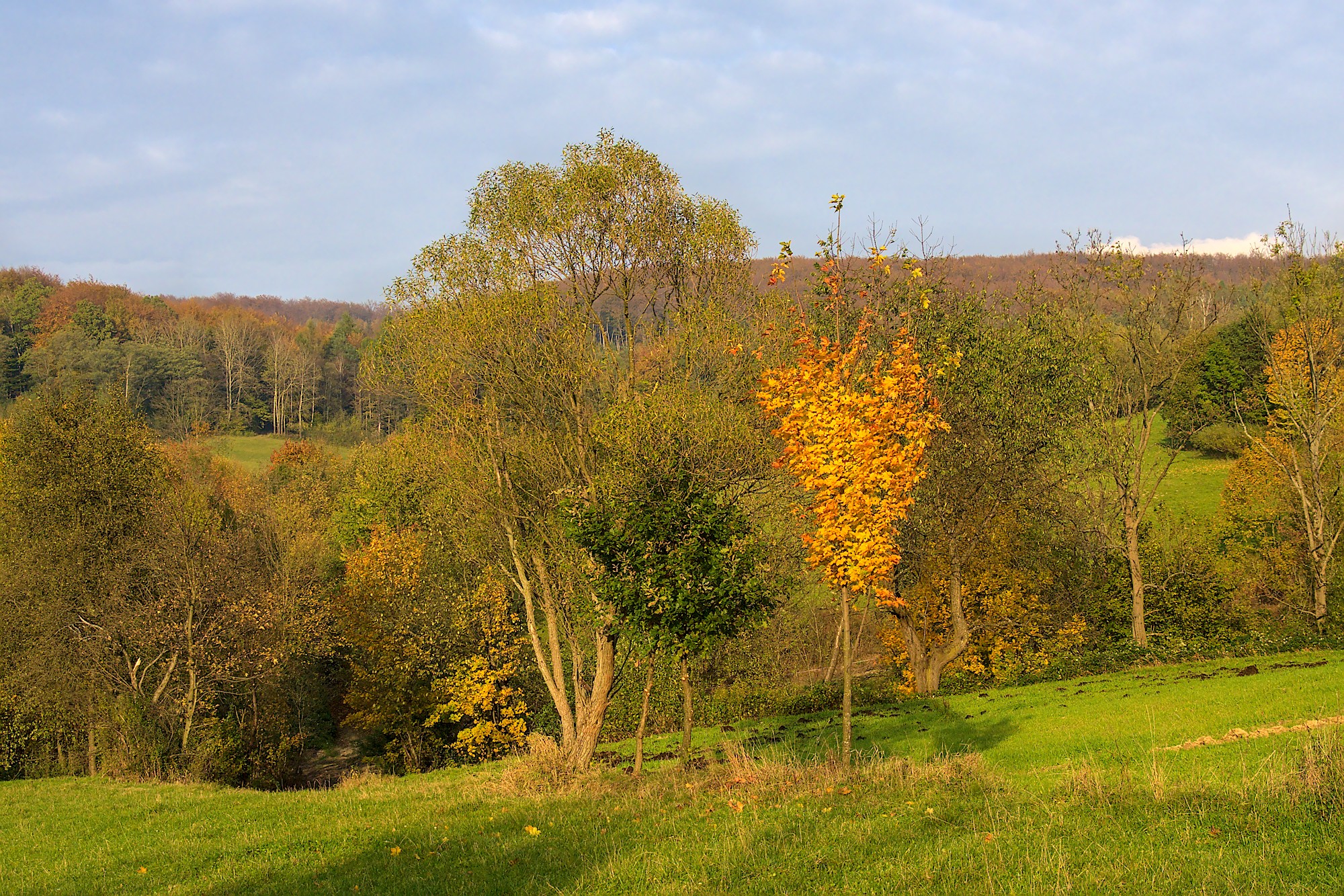 Nazwa:  PA231927.jpg
Wyświetleń: 98
Rozmiar:  1,18 MB