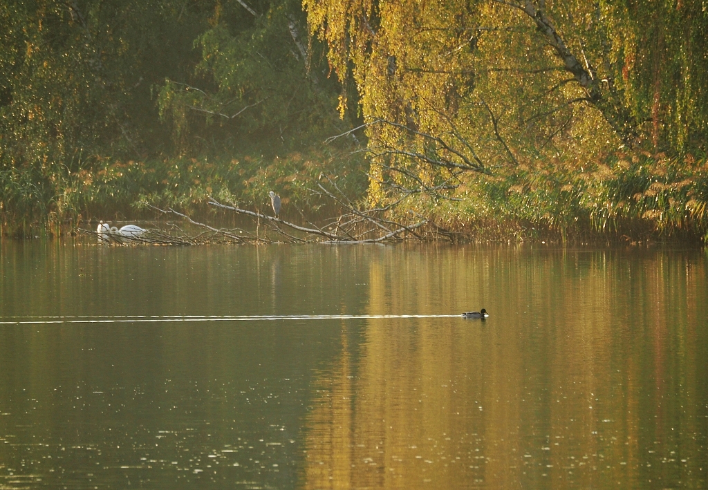 Nazwa:  PA090233b.jpg
Wyświetleń: 991
Rozmiar:  699,2 KB