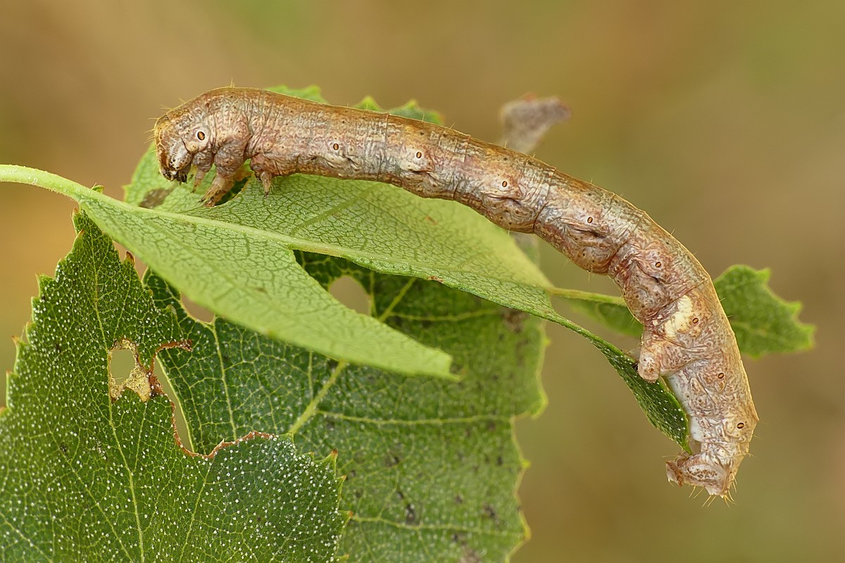 Nazwa:  gasienica46834cf.jpg
Wyświetleń: 176
Rozmiar:  248,1 KB