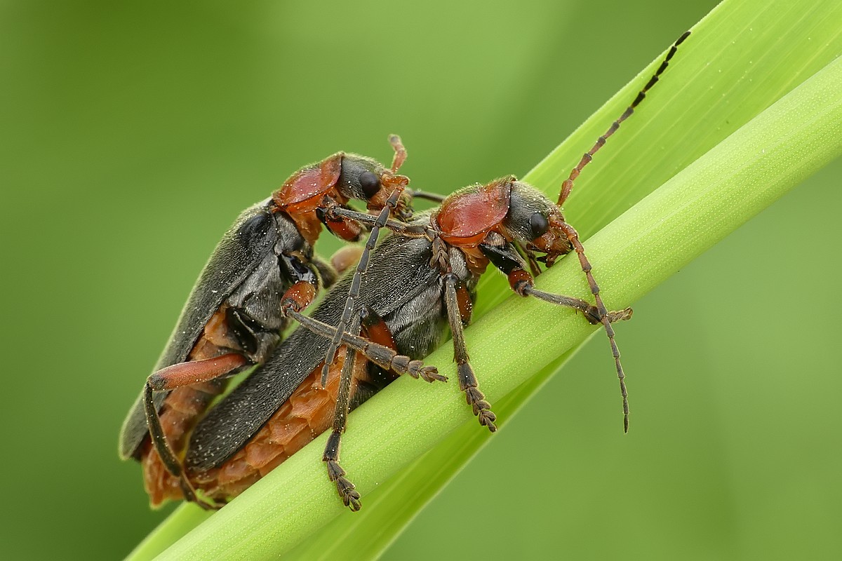 Nazwa:  omomilki78985cf.jpg
Wyświetleń: 129
Rozmiar:  181,5 KB