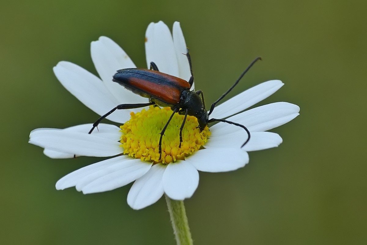 Nazwa:  zmorsznik101758cf.jpg
Wyświetleń: 165
Rozmiar:  100,3 KB