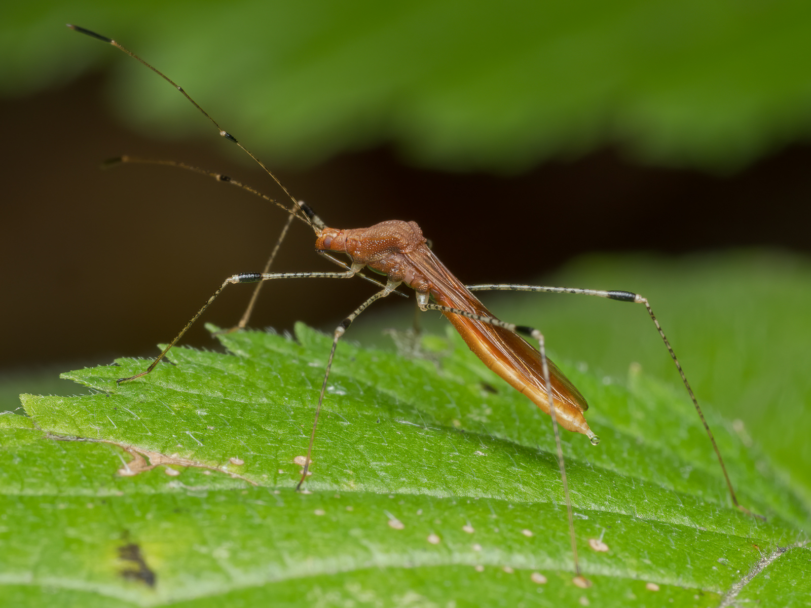 Nazwa:  Metatropis rufescens - Sonik tarczokolec - 20231030_122002-Edit_1600.jpg
Wyświetleń: 43
Rozmiar:  772,0 KB