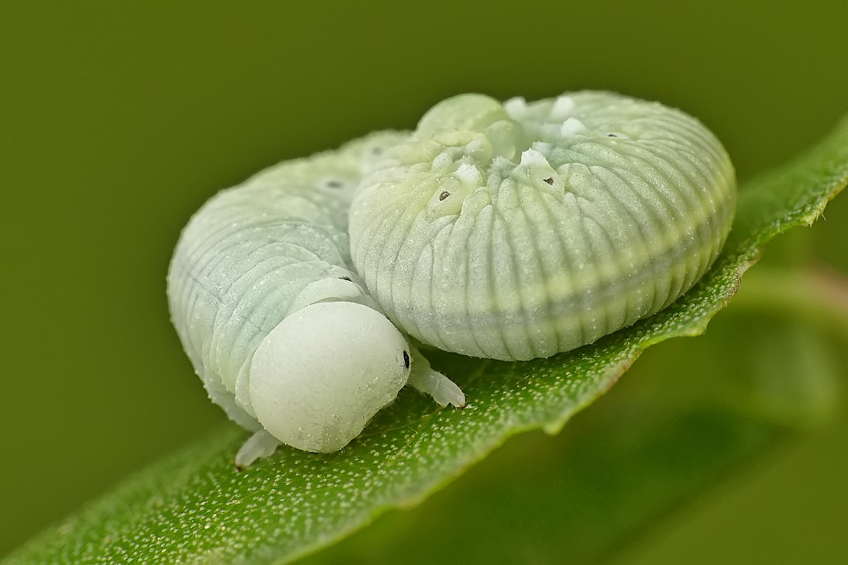 Nazwa:  larwa bryzguna33180cf.jpg
Wyświetleń: 150
Rozmiar:  153,9 KB