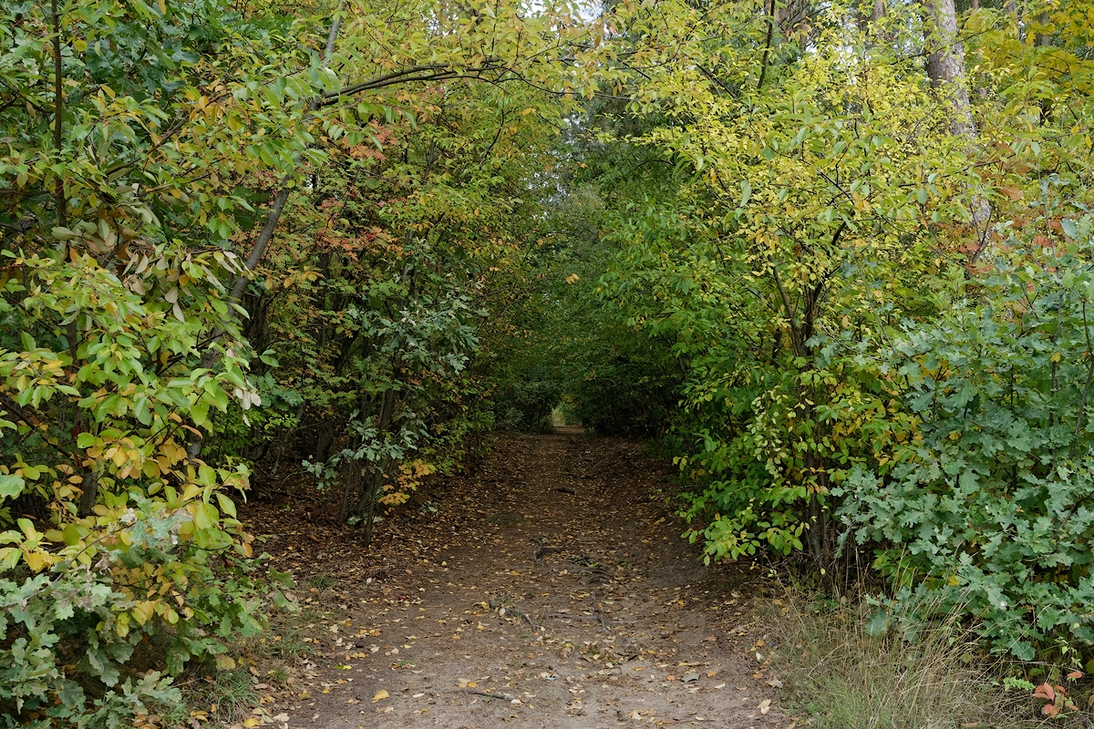 Nazwa:  droga tunel.jpg
Wyświetleń: 190
Rozmiar:  1,32 MB